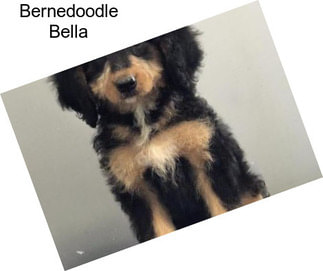 Bernedoodle Bella