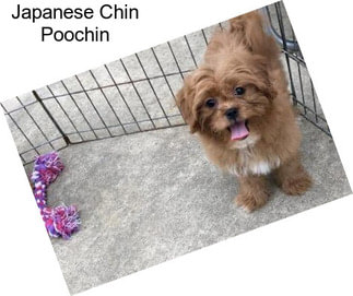 Japanese Chin Poochin