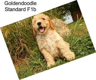 Goldendoodle Standard F1b