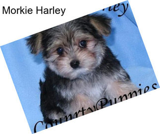 Morkie Harley