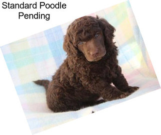 Standard Poodle Pending