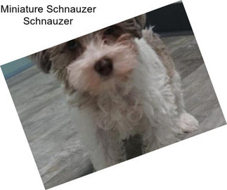 Miniature Schnauzer Schnauzer