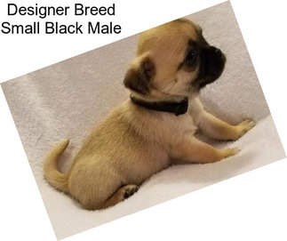 Designer Breed Small Black Male