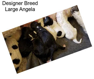 Designer Breed Large Angela