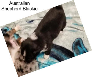Australian Shepherd Blackie