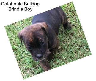 Catahoula Bulldog Brindle Boy