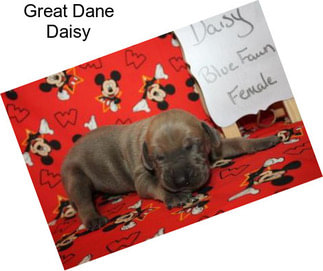 Great Dane Daisy