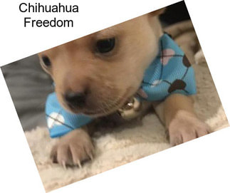 Chihuahua Freedom