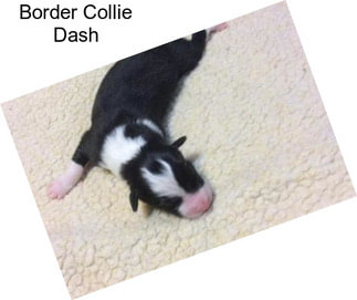 Border Collie Dash