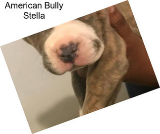 American Bully Stella