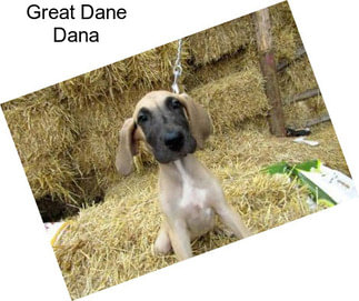 Great Dane Dana