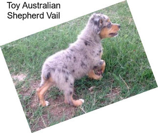 Toy Australian Shepherd Vail