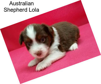 Australian Shepherd Lola