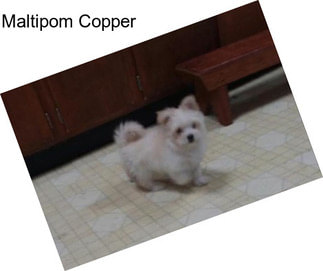 Maltipom Copper