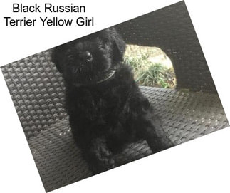 Black Russian Terrier Yellow Girl