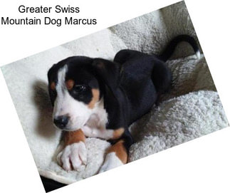 Greater Swiss Mountain Dog Marcus