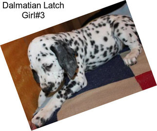 Dalmatian Latch Girl#3