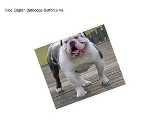 Olde English Bulldogge Bullforce Va