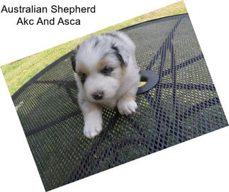 Australian Shepherd Akc And Asca