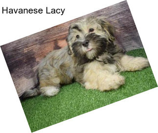 Havanese Lacy