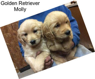Golden Retriever Molly