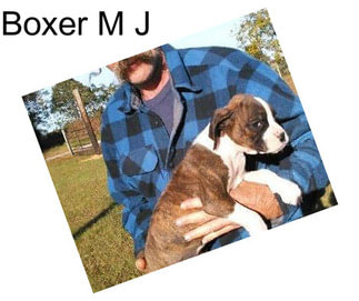 Boxer M J