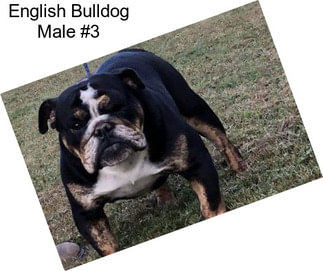 English Bulldog Male #3