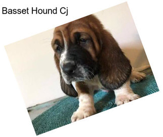 Basset Hound Cj