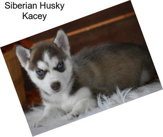 Siberian Husky Kacey