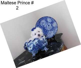 Maltese Prince # 2