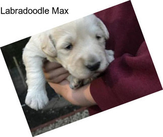 Labradoodle Max