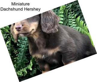 Miniature Dachshund Hershey
