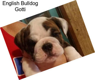 English Bulldog Gotti