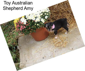 Toy Australian Shepherd Amy
