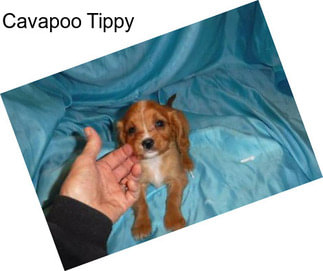 Cavapoo Tippy