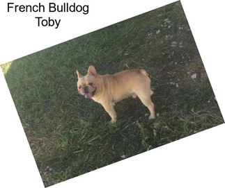 French Bulldog Toby