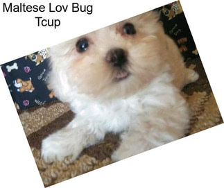 Maltese Lov Bug Tcup