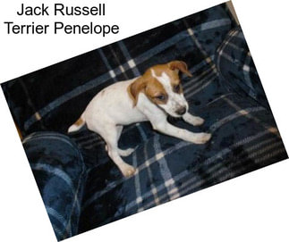 Jack Russell Terrier Penelope