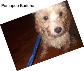 Pomapoo Buddha