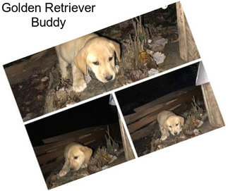 Golden Retriever Buddy