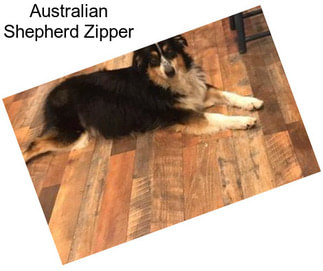 Australian Shepherd Zipper