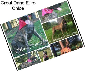 Great Dane Euro Chloe