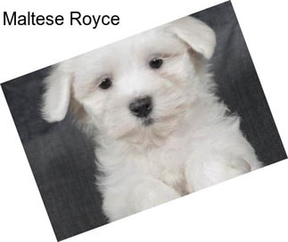 Maltese Royce