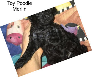 Toy Poodle Merlin