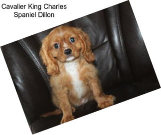 Cavalier King Charles Spaniel Dillon