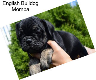 English Bulldog Momba