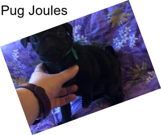 Pug Joules