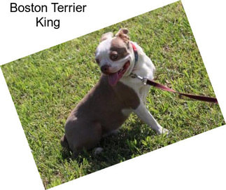 Boston Terrier King