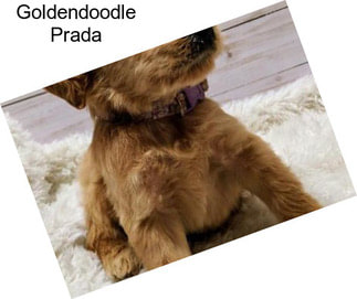 Goldendoodle Prada