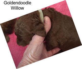 Goldendoodle Willow